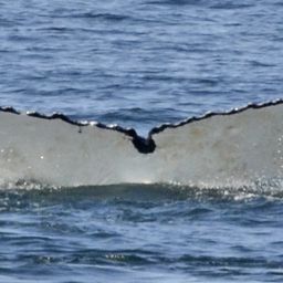 Fluke of SEAK-5118