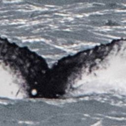 Fluke of HW-MN0100271
