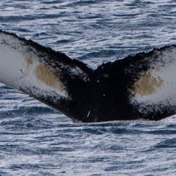 Fluke of HRC-Mn337
