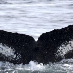 Fluke of Chiroxiphia