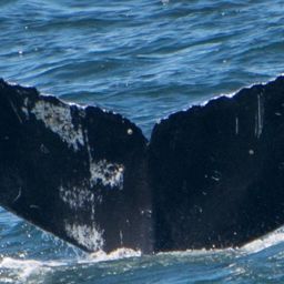 Fluke of CRC-17809