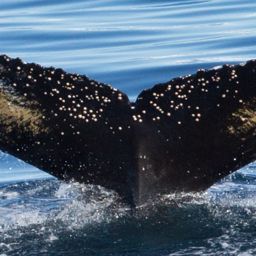Fluke of HW-MN1301150