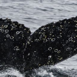 Fluke of HW-MN1301159