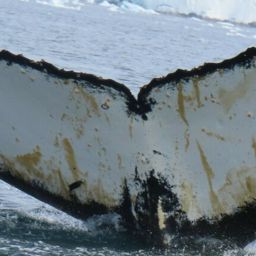 Fluke of AHWC-5628
