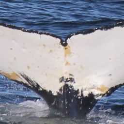 Fluke of HW-MN1301162