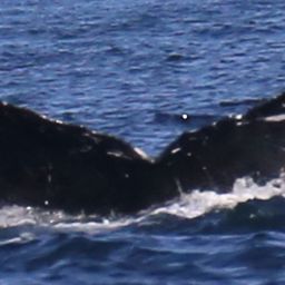 Fluke of CRC-11871