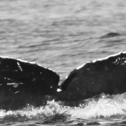 Fluke of CRC-14024