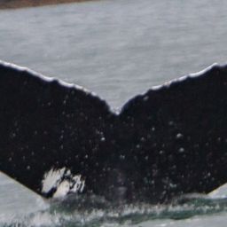Fluke of Stamp