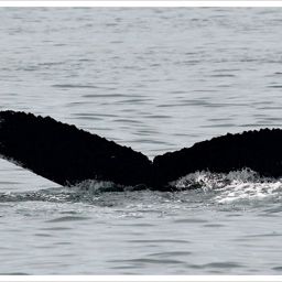 Fluke of Doric