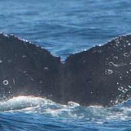 Fluke of CRC-13738