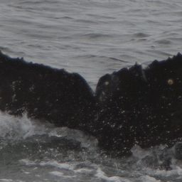 Fluke of Ophelia