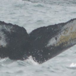 Fluke of SEAK-2457