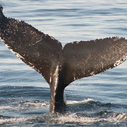 Fluke of Bolide