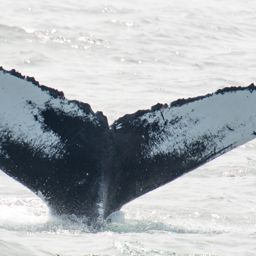 Fluke of Peninsula