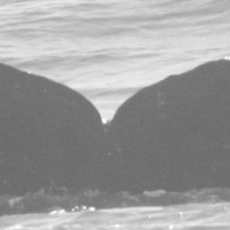 Fluke of Jane Goodall's first humpback whale