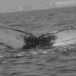 Fluke of FIBB-2BB137