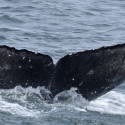 Fluke of 2017-2018 calf of CRC-12077