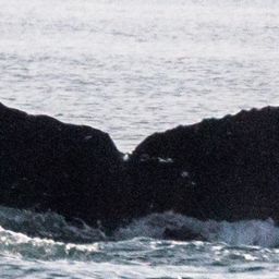 Fluke of SEAK-0883