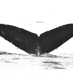 Fluke of BREE-054