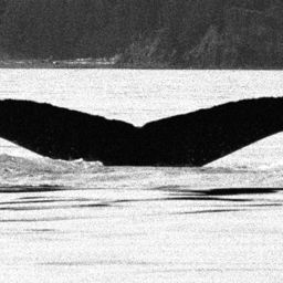 Fluke of GWAK-P268