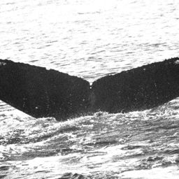 Fluke of BREE-136