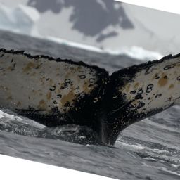 Fluke of AHWC-6022