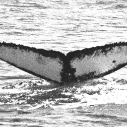 Fluke of Samura