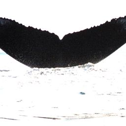 Fluke of BREE-261