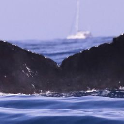 Fluke of CRC-10811