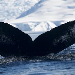 Fluke of AHWC-6036