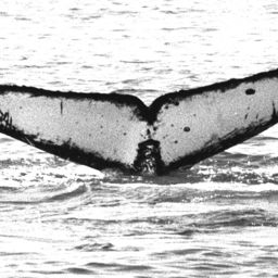 Fluke of CRC-20449