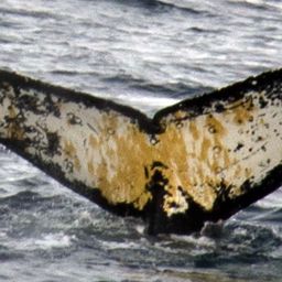 Fluke of AHWC-6148