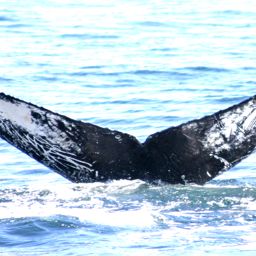 Fluke of FIBB-3BB599