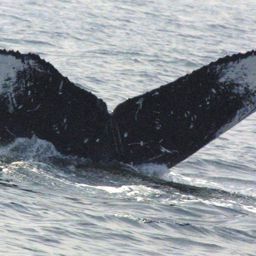 Fluke of B.Watkins