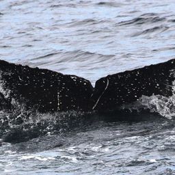 Fluke of GWAK-P233