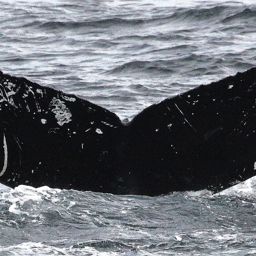 Fluke of SEAK-2685
