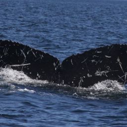 Fluke of CRC-18844