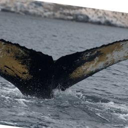 Fluke of AHWC-6173