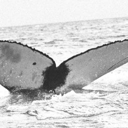 Fluke of BREE-540