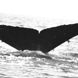 Fluke of BREE-028