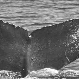 Fluke of CRC-10526