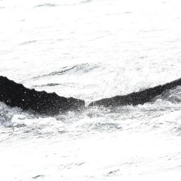 Fluke of BREE-HB13_246