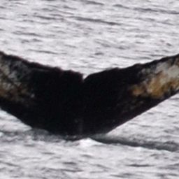 Fluke of AHWC-6231