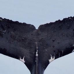 Fluke of BREE-620