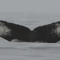 Fluke of CRC-10514