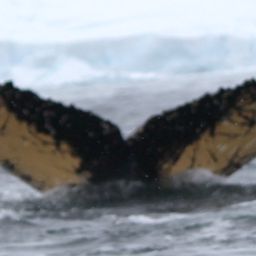 Fluke of AHWC-6241