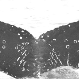 Fluke of CRC-15676