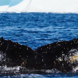 Fluke of AHWC-6244