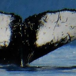 Fluke of HW-MN1301182