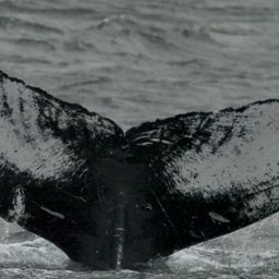 Fluke of Wave